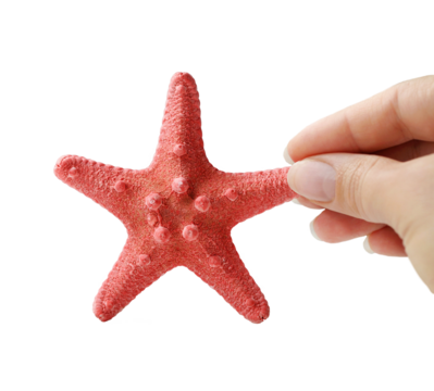 A decorative sea star in human hands. No recognizable person. Salmon pink starfish. Travel, holidays, ocean fauna, beach concept. PNG