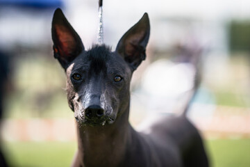 The Peruvian Hairless Dog detail of head 
