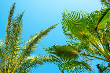 Fototapeta premium Green palm tree in summer blue sky with copy space background.