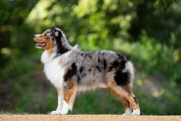 Australian sheepherd dog merle in the park