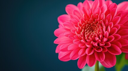 A vibrant pink flower with intricate petals, showcasing natural beauty against a dark background.