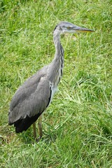 Junger Graureiher im Feld