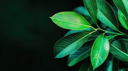 Close-up view of vibrant green leaves against a dark background, showcasing nature's beauty and the intricacies of plant life.
