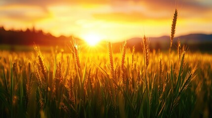 Fototapeta premium Golden sunlight illuminating a wheat field at sunset, creating a serene and peaceful natural landscape.