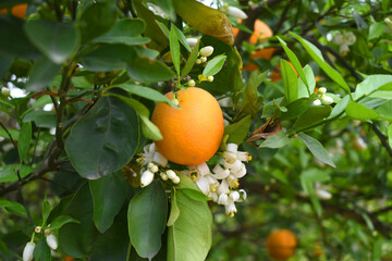 ripe oranges on tree, close-up of a beautiful orange tree with orange, fruit hanging on a tree, Close-up of ripe oranges hanging on a tree in an orange plantation garden, Chakwal, Punjab, Pakistan