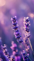 Obraz premium Lavender flowers in bloom at sunset, close