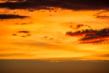 Pelicans flying into the sunset.