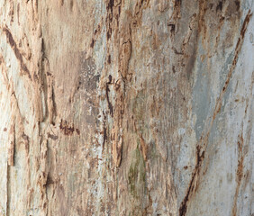Eucalyptus tree bark texture, Bark of eucalyptus tree, seamless texture, a eucalyptus tree bark texture background image