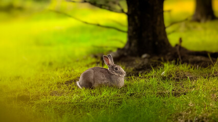 A wild native young rabbit eats and grooms grass on a summer morning in Iceland, Reykjavik. The rabbit looks in the grass. Horizontal. Cute rabbit in the pine trees