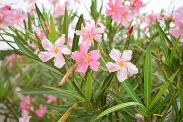 Nerium oleander in bloom, Pink siplicity bunch of flowers and green leaves on branches, Nerium...