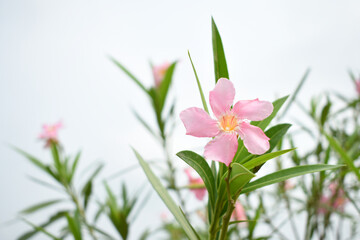 Nerium oleander in bloom, Pink siplicity bunch of flowers and green leaves on branches, Nerium...