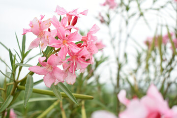Nerium oleander in bloom, Pink siplicity bunch of flowers and green leaves on branches, Nerium...