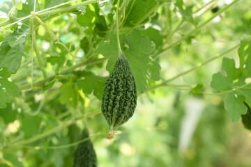 Bitter gourd or Green Bitter gourd hanging from a tree on a vegetable farm, ripe bitter gourd...