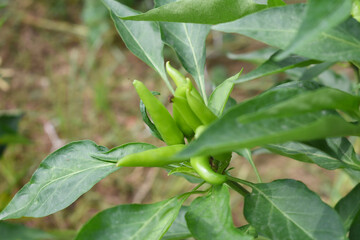 Fototapeta premium bunch of green chilies on plant, Chili pepper fruit on plant in organic garden agriculture farm, Chilies grow in farm, Green chili plants with leaves, fresh green pepper, green Chili Closeup