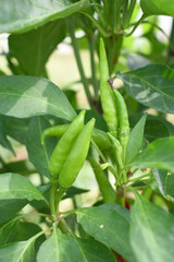 bunch of green chilies on plant, Chili pepper fruit on plant in organic garden agriculture farm, Chilies grow in farm, Green chili plants with leaves, fresh green pepper, green Chili Closeup