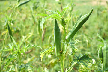 Lady finger or Okra on a plant, Fresh okra plant, Okra closeup on the tree, Lady Fingers or Okra vegetable on plant in farm organic vegetables, Close up of Lady finger, Chakwal, Punjab, Pakistan