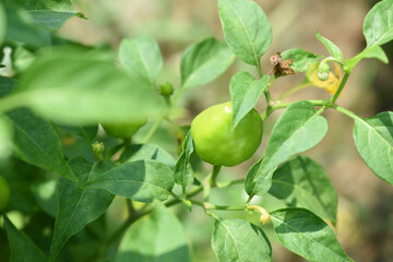 fresh green chili on plant closeup, chili plants in organic farming, Chilies closeup in field, Green chili plant in a farmer's field, Ripe green chili on a plant in Chakwal, Punjab, Pakistan