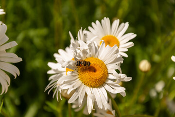 Obraz premium Flower of garden or medicinal chamomile. The concept of naturalness. 
