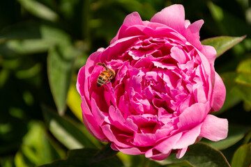 Peony. Macro photo of pink peony. Big yellow flower in summer garden.