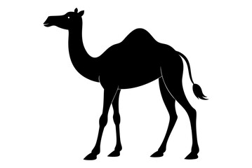 Beautiful animal camel silhouette black vector art illustration