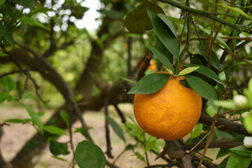 ripe oranges on tree, close-up of a beautiful orange tree with orange, fruit hanging on a tree, Close-up of ripe oranges hanging on a tree in an orange plantation garden, Chakwal, Punjab, Pakistan