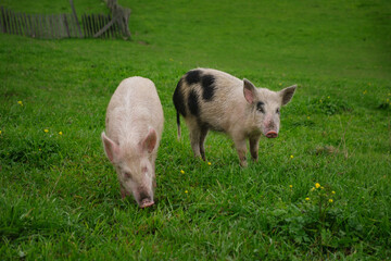 two piglets grazing in a meadow
