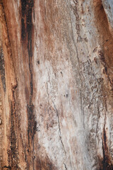 Eucalyptus tree bark texture, Bark of eucalyptus tree, seamless texture, a eucalyptus tree bark texture background image