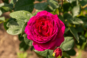 Red roses bloom in the summer in the country garden 