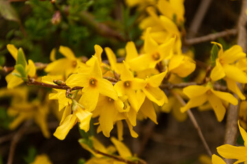 Fototapeta premium bush of yellow flowers. yellow grass. many small yellow flowers. spring nature. summer flowers.