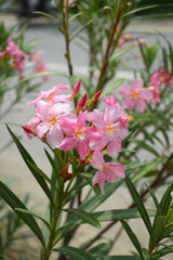 Obraz premium Nerium oleander in bloom, Pink siplicity bunch of flowers and green leaves on branches, Nerium Oleander shrub Pink flowers, ornamental shrub branches in daylight, bunch of flowers closeup