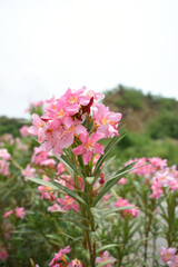 Nerium oleander in bloom, Pink siplicity bunch of flowers and green leaves on branches, Nerium...