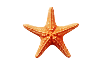 a cute starfish isolated on clear white and transparent background