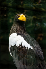 Sea eagle