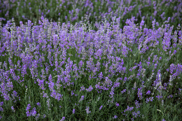 Obraz premium Blooming lavender on the field. Purple lavender flowers.