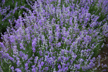 Blooming lavender on the field. Purple lavender flowers.