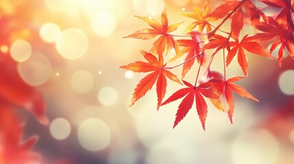 Fototapeta premium web banner design for autumn season and end year activity with red and yellow maple leaves with soft focus light and bokeh background