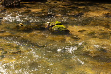 A mountain river flows in a forest, a landscape, a summer day, a forest grows along the banks of the stream. 