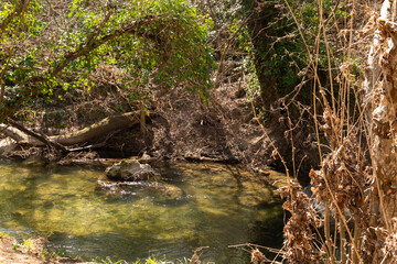 Obraz premium A mountain river flows in a forest, a landscape, a summer day, a forest grows along the banks of the stream. 