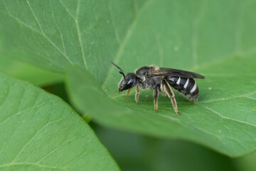 Closeup on a female of the rare European Dark Giant furrow bee, Lasioglossum majus on a green leaf