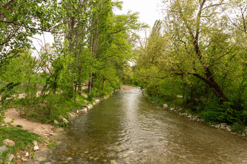 A mountain river flows in a forest, a landscape, a summer day, a forest grows along the banks of the stream. 