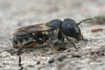 Frontal closeup on female of the not so common European mason bee, Osmia dimidiata