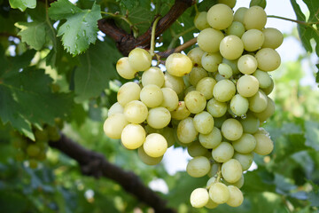 Close up of grapes hanging on Vine, Hanging grapes. Grape farming. Grapes farm. Tasty green grape bunches hanging on branch. Grapes With Selective Focus on the subject, Chakwal, Punjab, Pakistan