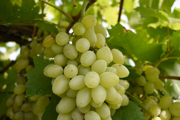 Close up of grapes hanging on Vine, Hanging grapes. Grape farming. Grapes farm. Tasty green grape bunches hanging on branch. Grapes With Selective Focus on the subject, Chakwal, Punjab, Pakistan