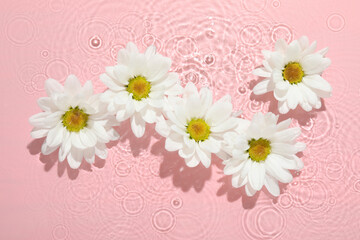 Obraz premium Beautiful daisy flowers in water on pink background, top view