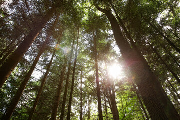Beautiful green trees in forest, low angle view