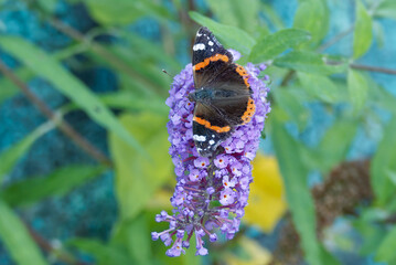 Red admiral butterfly (Vanessa Atalanta) perched on summer lilac in Zurich, Switzerland
