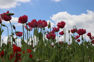 Klatschmohn