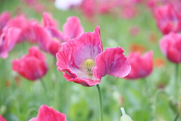 Obraz premium Mohnblumenfeld
