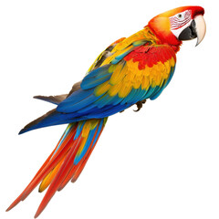 Fototapeta premium A vibrant macaw parrot perched with its wings slightly open, isolated, cut out.