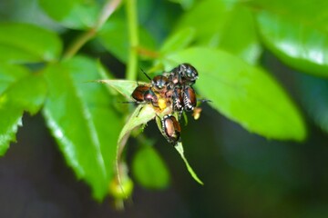 Closeup of Japanese beetles eating the yellow rose petals in a rose garden in Ontario, Canada.